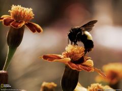Tapeta National Geographic 773.jpg